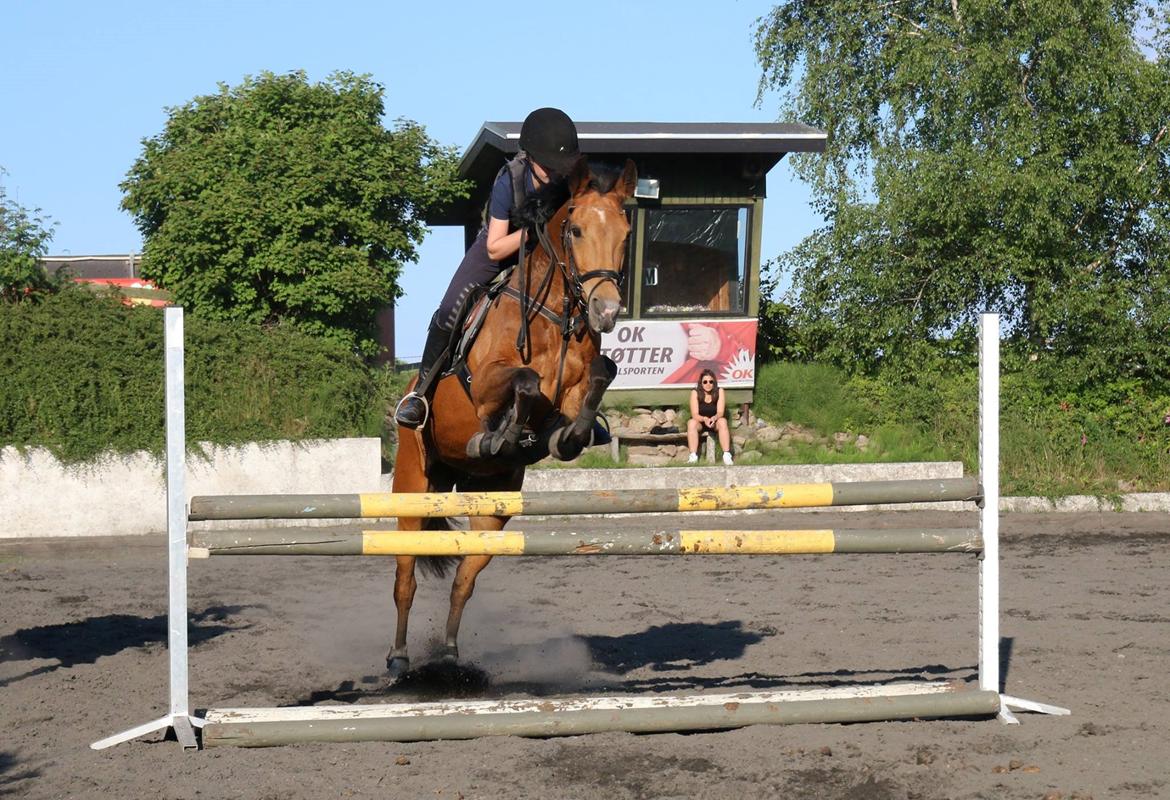 Irsk Sportspony Coillcru Flight - Træning ved Laila, taget af Astrid Dittmer billede 4