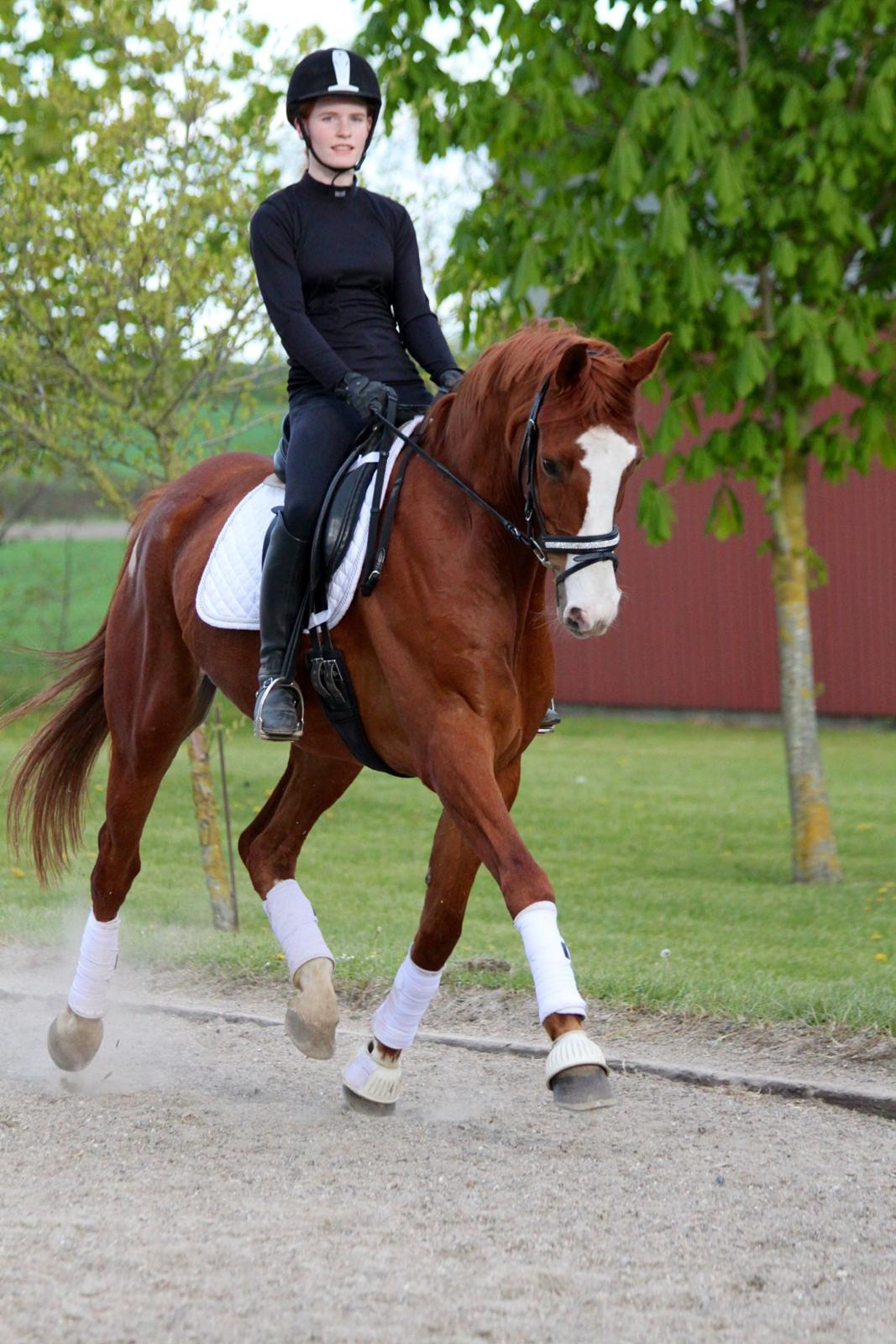 Hannoveraner Grønskovlund's Limelight - Velkommen til Grønskovlund's Limelights profil! billede 1