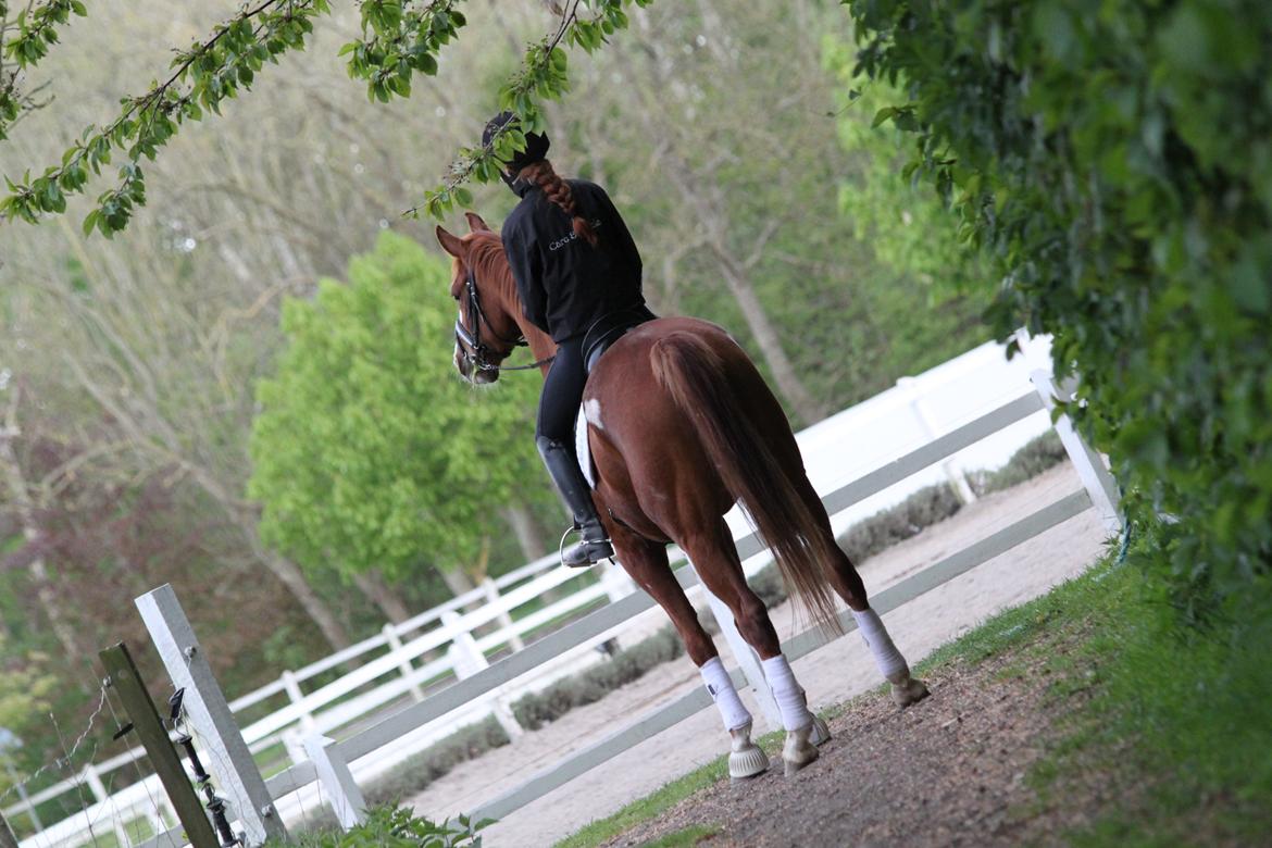 Hannoveraner Grønskovlund's Limelight - Når ender er god, er alting godt <3                                           Tak for kigget! billede 20