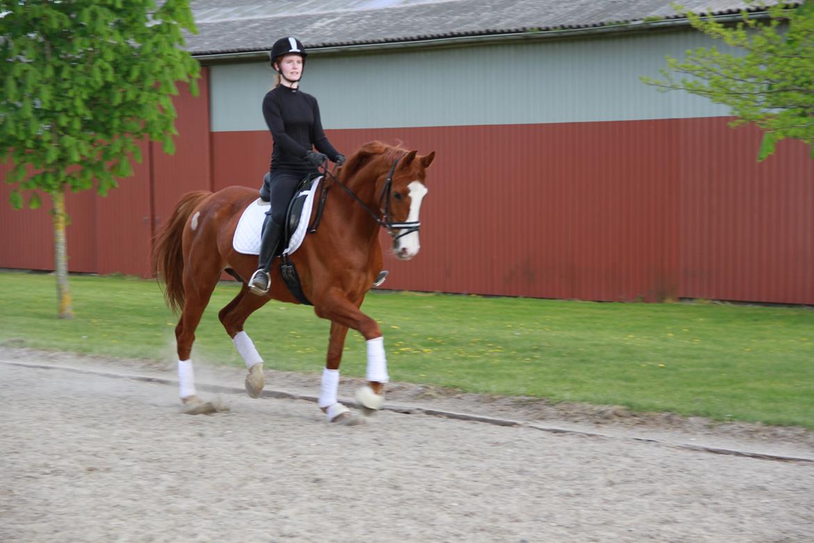 Hannoveraner Grønskovlund's Limelight - "You are stronger than you seem, braver than you believe and smarter than you think you are" billede 2