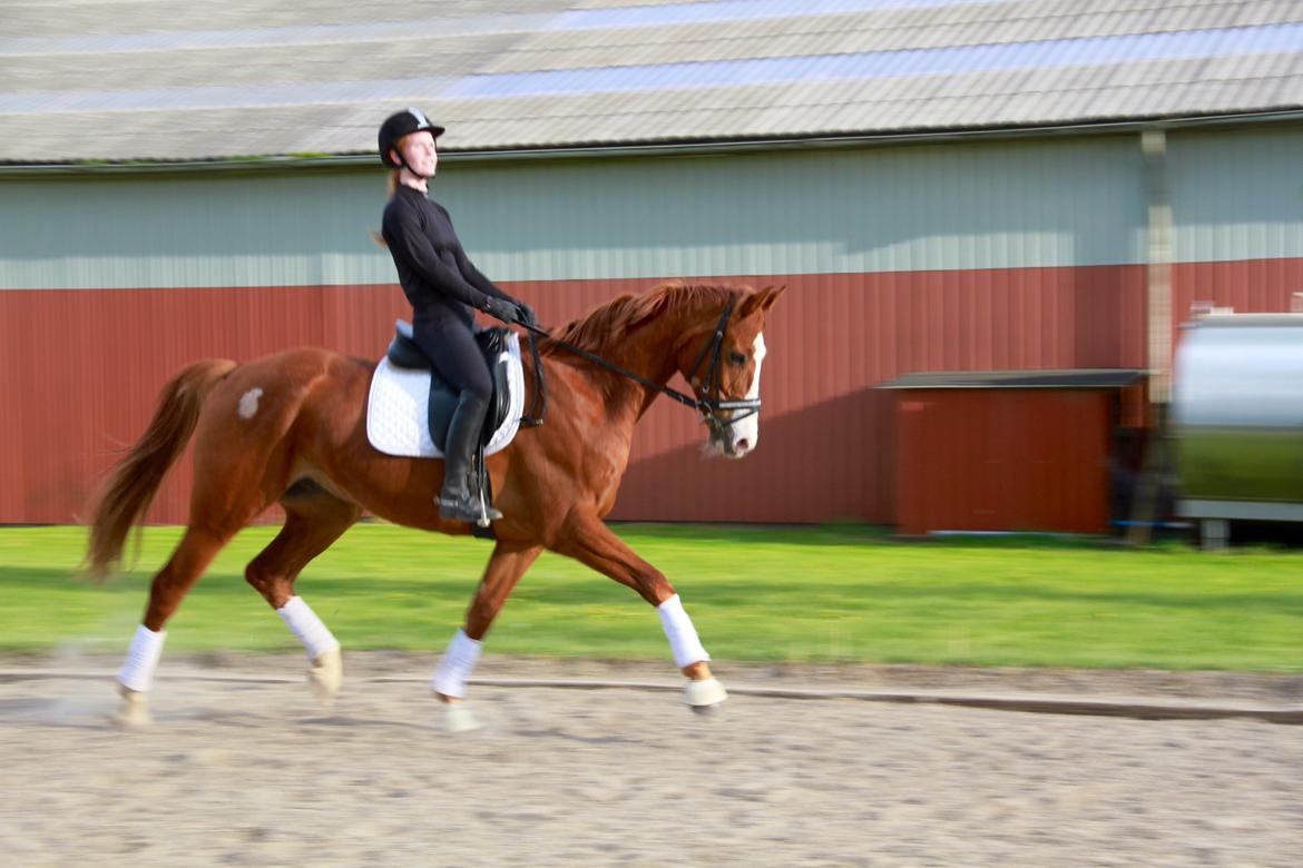 Hannoveraner Grønskovlund's Limelight - "The will has to be stronger than the skill" billede 3