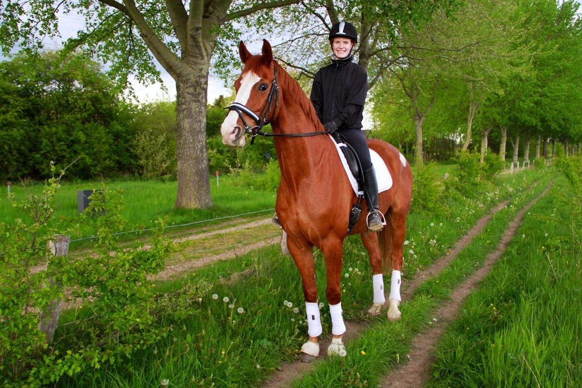 Hannoveraner Grønskovlund's Limelight - When the world says "give up", hope whispers  "try one more time" billede 4