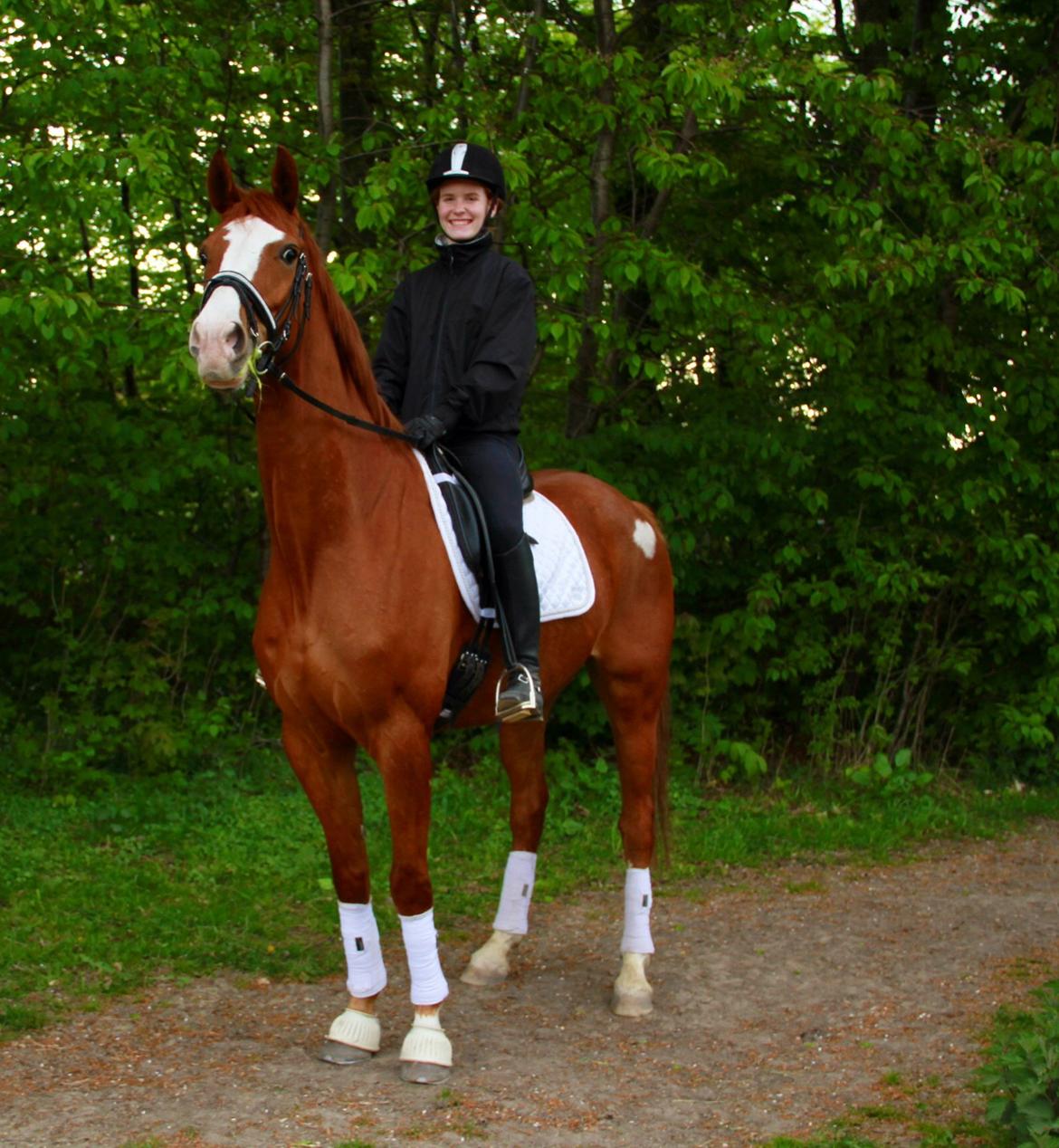 Hannoveraner Grønskovlund's Limelight - "If your dreams don't scare you, they aren't big enough" billede 12