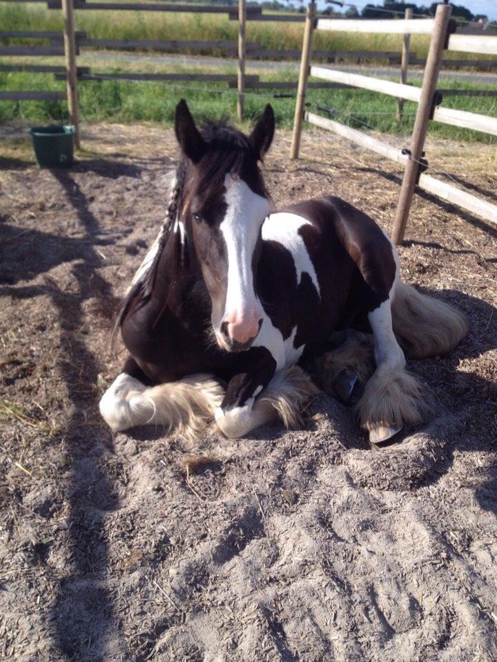 Irish Cob shadow billede 23