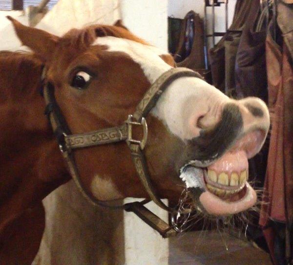 Hannoveraner Grønskovlund's Limelight - "All our dreams can come true - if we have the courage to pursue them" billede 5