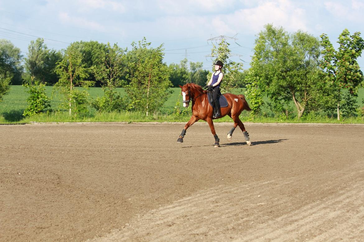 Hannoveraner Grønskovlund's Limelight - "You can only reach your dreams if you fight for them" billede 6