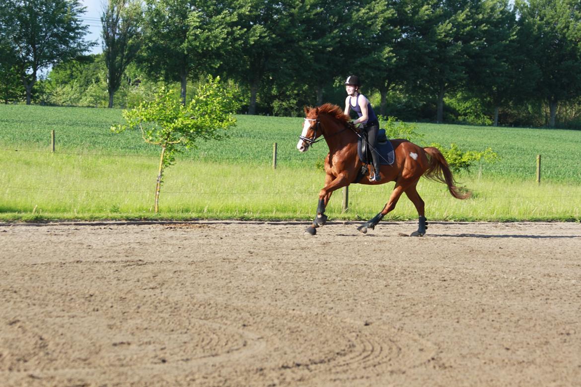 Hannoveraner Grønskovlund's Limelight - "If you train hard, you'll not only be hard - you'll be hard to beat" billede 7