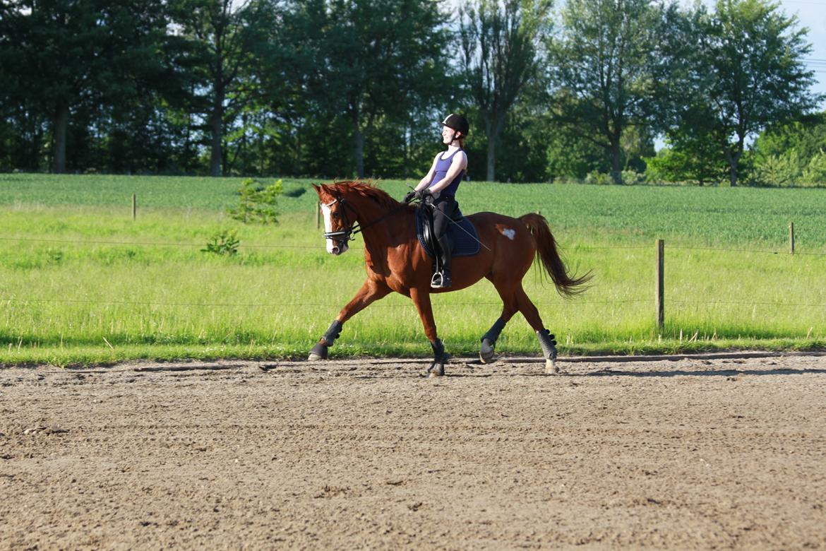 Hannoveraner Grønskovlund's Limelight - "It's not necessarily the amount of time you spend at practice that counts - it's what you put into the practice" billede 8