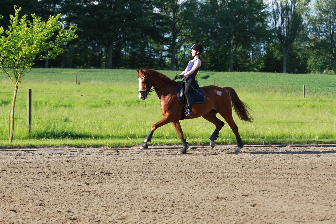 Hannoveraner Grønskovlund's Limelight - "Have the end in mind every day and make sure you're working towards it" billede 9