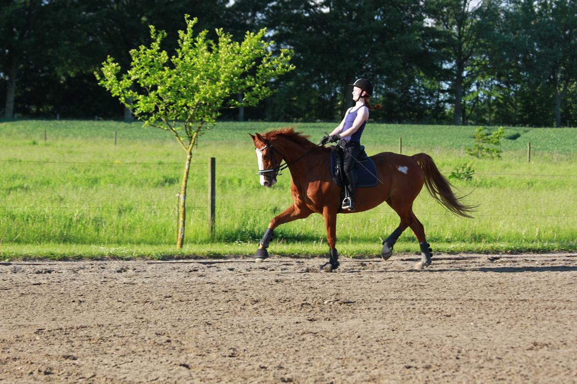 Hannoveraner Grønskovlund's Limelight - "Viljen til at ville, skaber evnen til at kunne" billede 10
