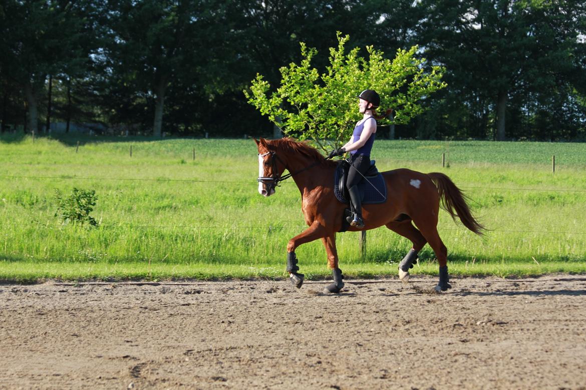 Hannoveraner Grønskovlund's Limelight - "Look up, get up - and do never ever give up!" billede 11