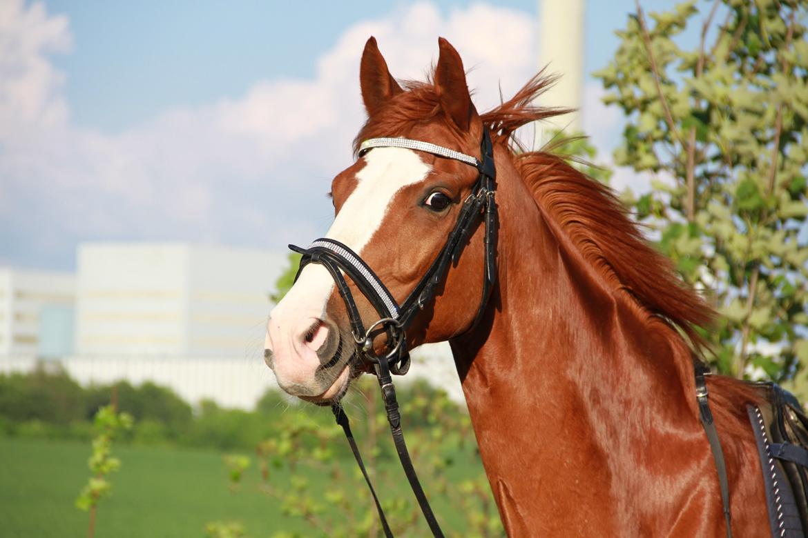 Hannoveraner Grønskovlund's Limelight - "I know I'm lost - but as long I'm lost in you, I'll be just fine" billede 13