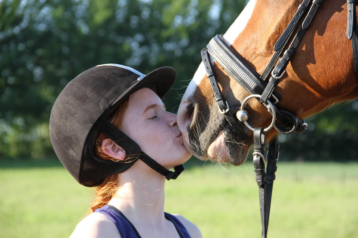 Hannoveraner Grønskovlund's Limelight - "Learn from yesterday, live today and hope for tomorrow" billede 14