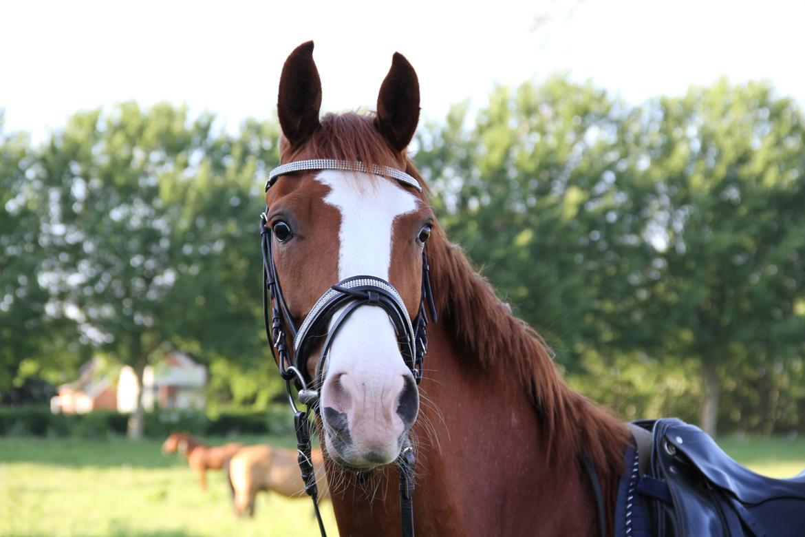 Hannoveraner Grønskovlund's Limelight - "Never give up on comeone you can't go a day without thinking about" billede 15