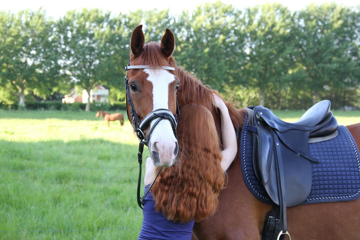 Hannoveraner Grønskovlund's Limelight - "Winners make goals, losers make excuses" billede 16