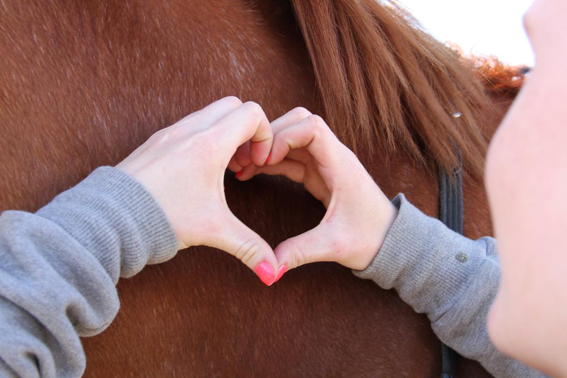 Hannoveraner Grønskovlund's Limelight - "Kærlighed er som en firkløver - svær at finde, helig at have" billede 18