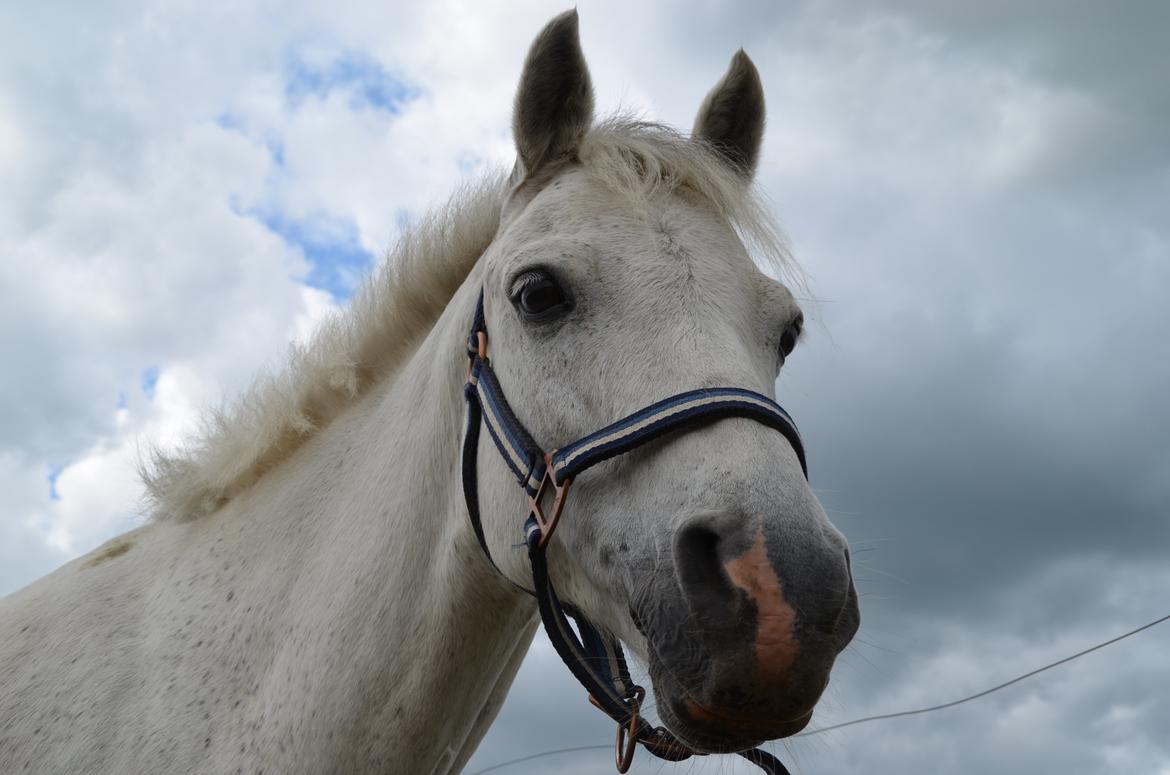 Anden særlig race Michilin - Hygge på folden med min bedste ven <3 billede 13