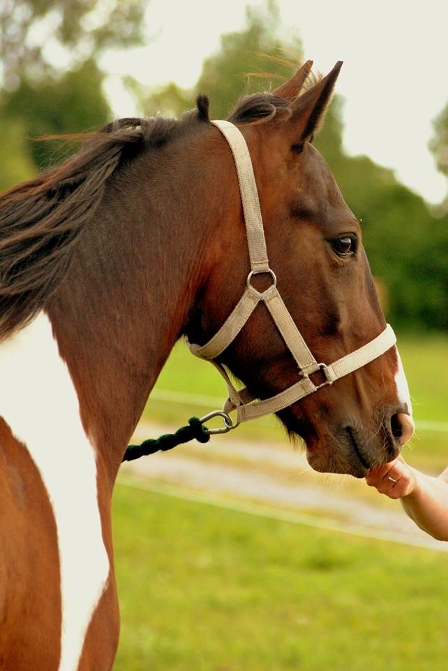 Pinto Cadeaux - Smuuuke pony!(: billede 1