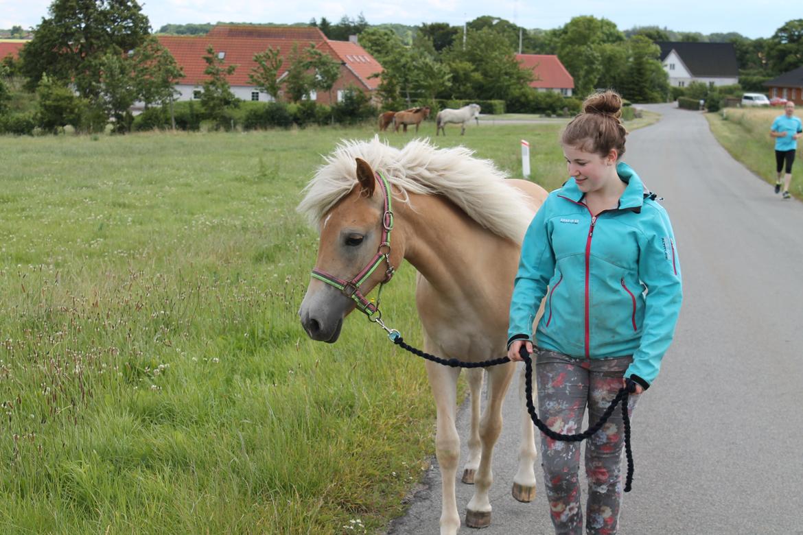 Haflinger Wendy - lige kommet hjem billede 1