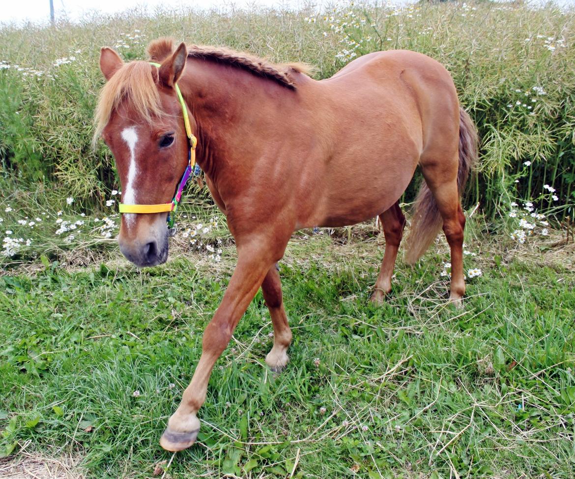 Welsh Mountain (sec A) Pongo(det røde monster) billede 33