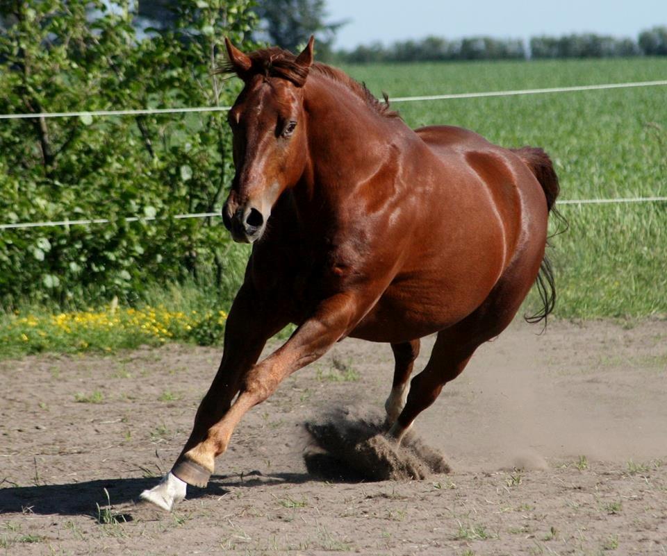 Paint JB Gunning Victory - Der kan godt komme fart på sådan en krop :-) billede 1