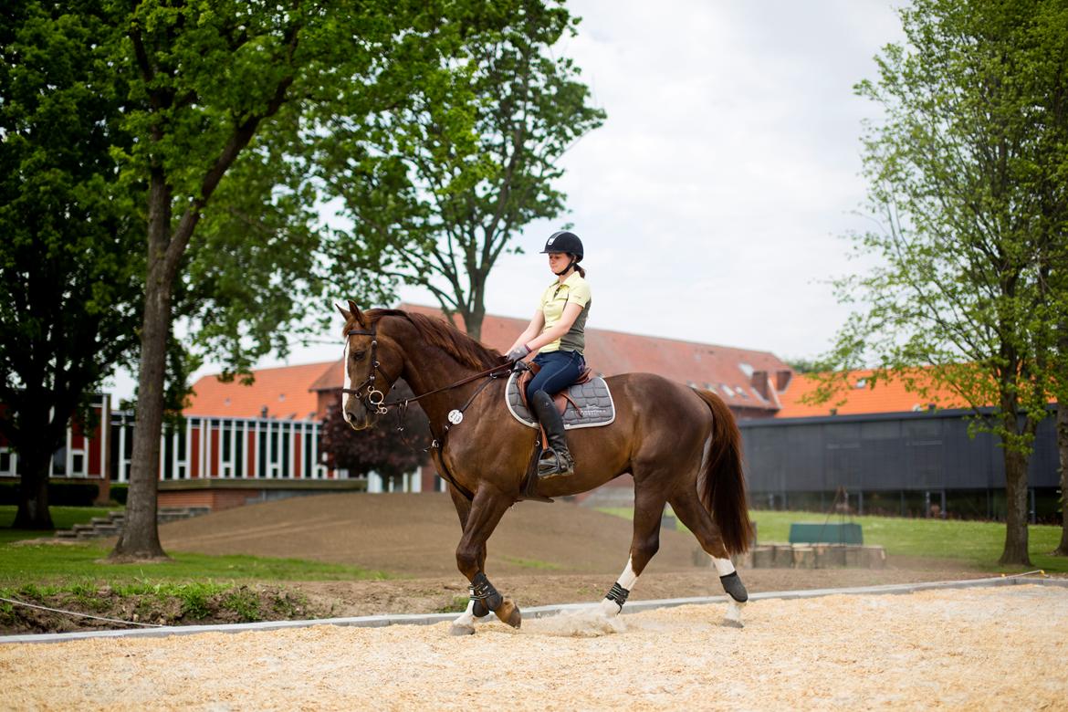 Belgisk varmblod D´Amour V/H Dennenhof - På Bygholm Landbrugskole. Foto Henrik Dons Christensen billede 17