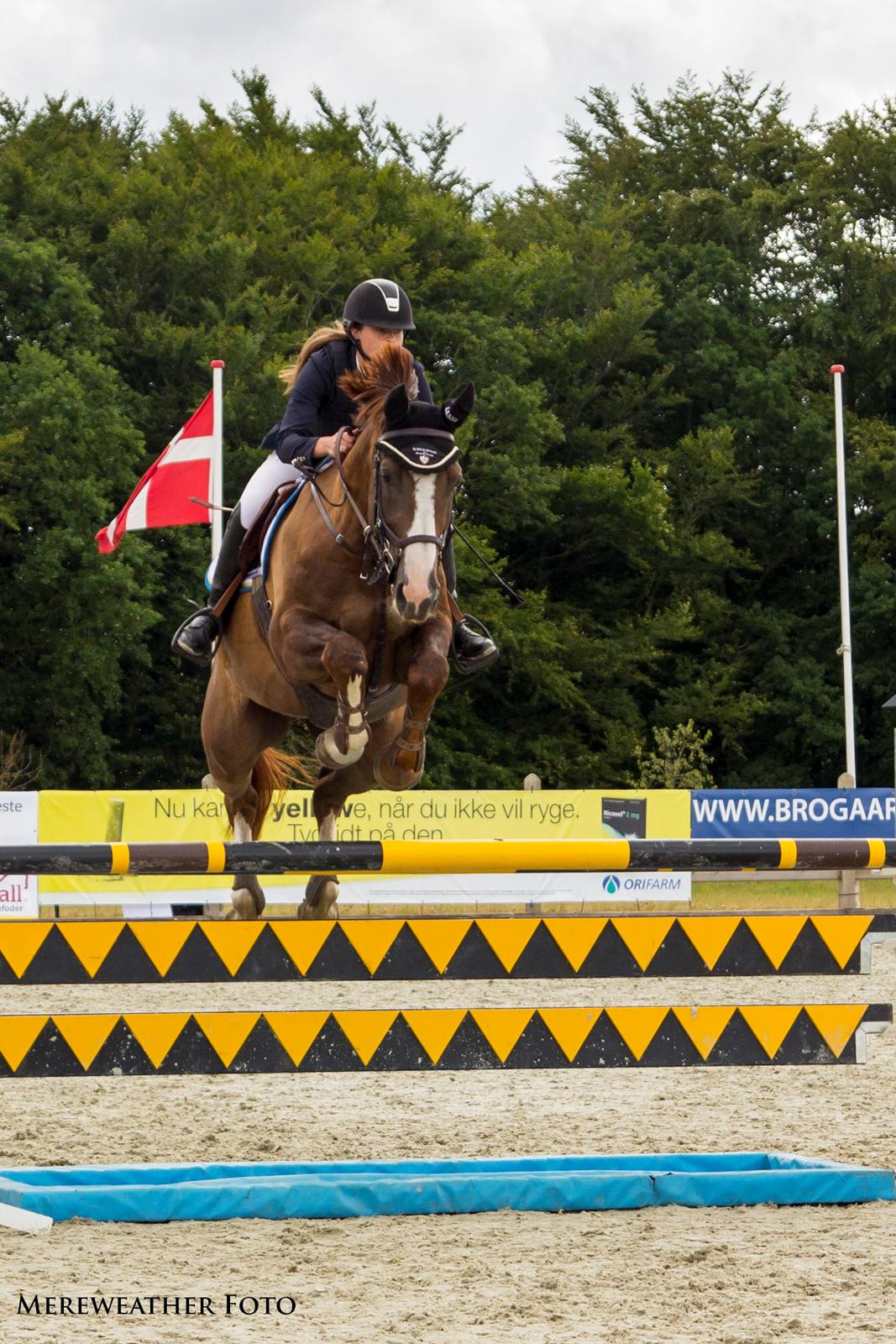 Belgisk varmblod D´Amour V/H Dennenhof - Velkommen til D`Amour´s profil - Stævne på Bækgaarden i U-LA2** fejlfri billede 1