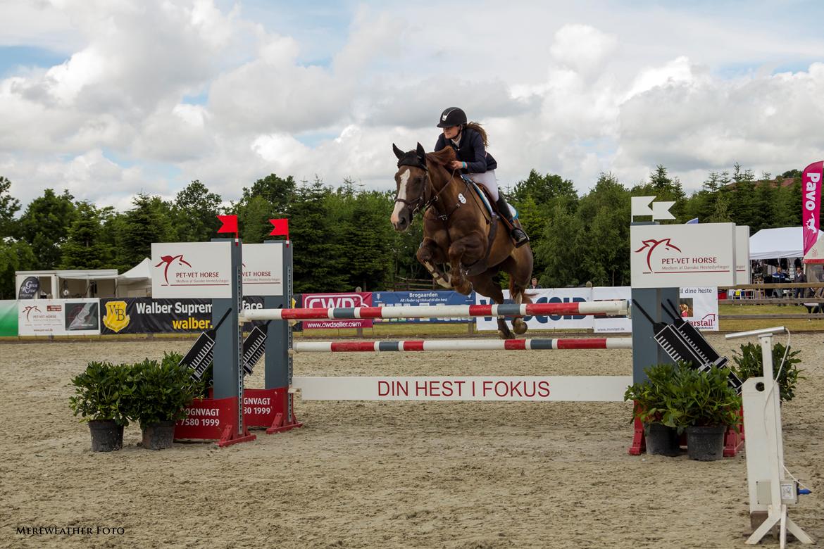 Belgisk varmblod D´Amour V/H Dennenhof - Stævne på Bækgaarden i U-LA2** fejlfri billede 2