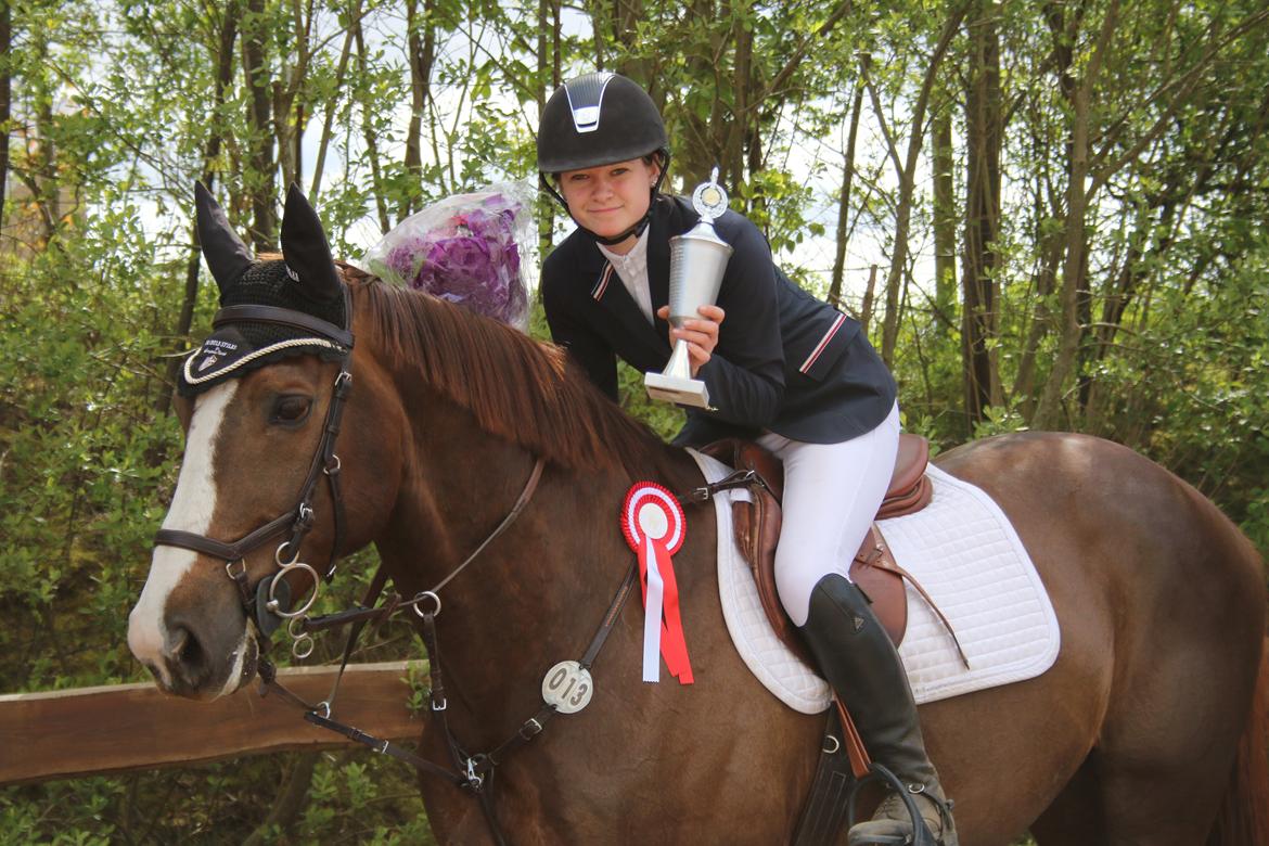 Belgisk varmblod D´Amour V/H Dennenhof - Vandt Egnsmesterskabet 2014 som gik i LB2** Foto - Mor billede 8