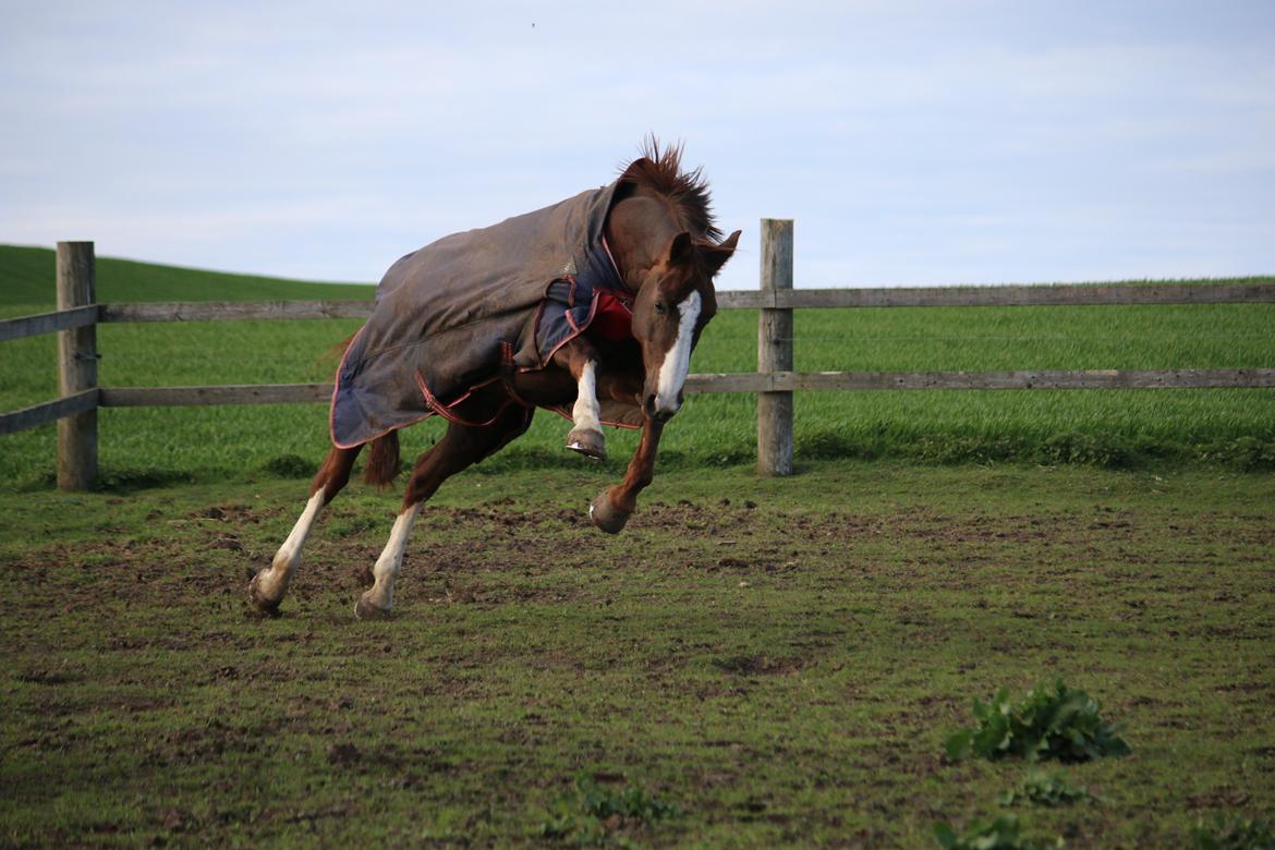 Belgisk varmblod D´Amour V/H Dennenhof billede 45