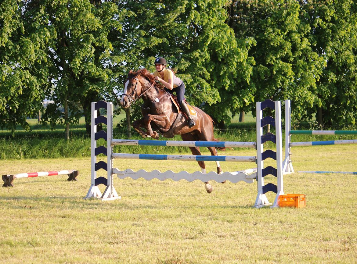 Belgisk varmblod D´Amour V/H Dennenhof - Spring hjemme. Foto - Mor billede 24