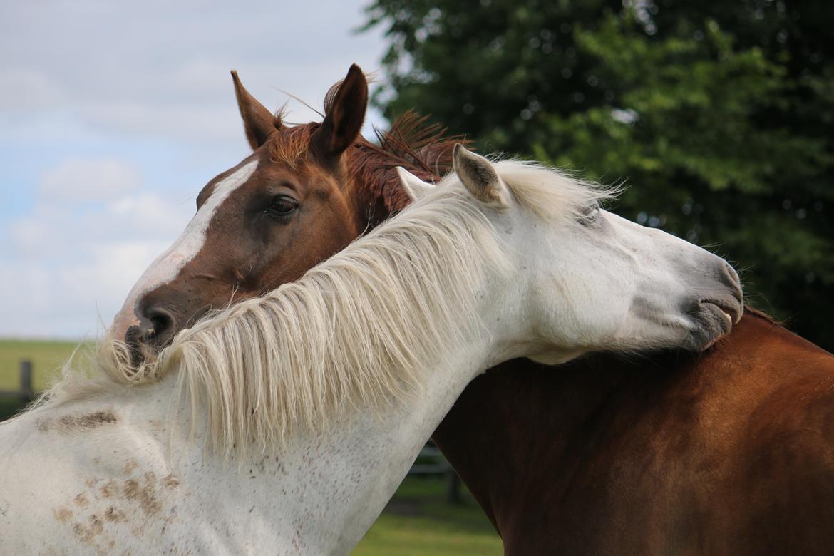 Belgisk varmblod D´Amour V/H Dennenhof - De hygger. Foto - HVP foto billede 47