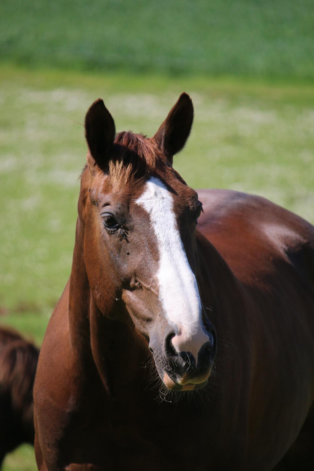 Belgisk varmblod D´Amour V/H Dennenhof - Søde D`Amour. Foto - HVP foto billede 48