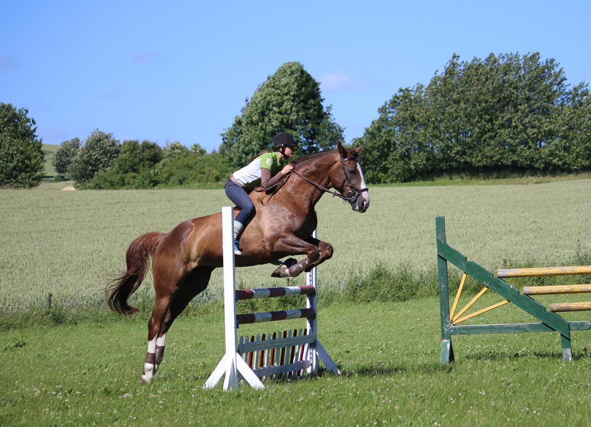 Belgisk varmblod D´Amour V/H Dennenhof - Spring uden sadel. Foto - Majbritt billede 19