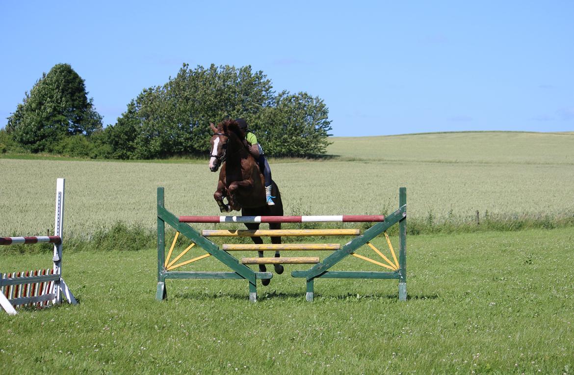 Belgisk varmblod D´Amour V/H Dennenhof - Sprang lige uden sadel hvor vi kom over 140cm :) Foto - Majbritt billede 18