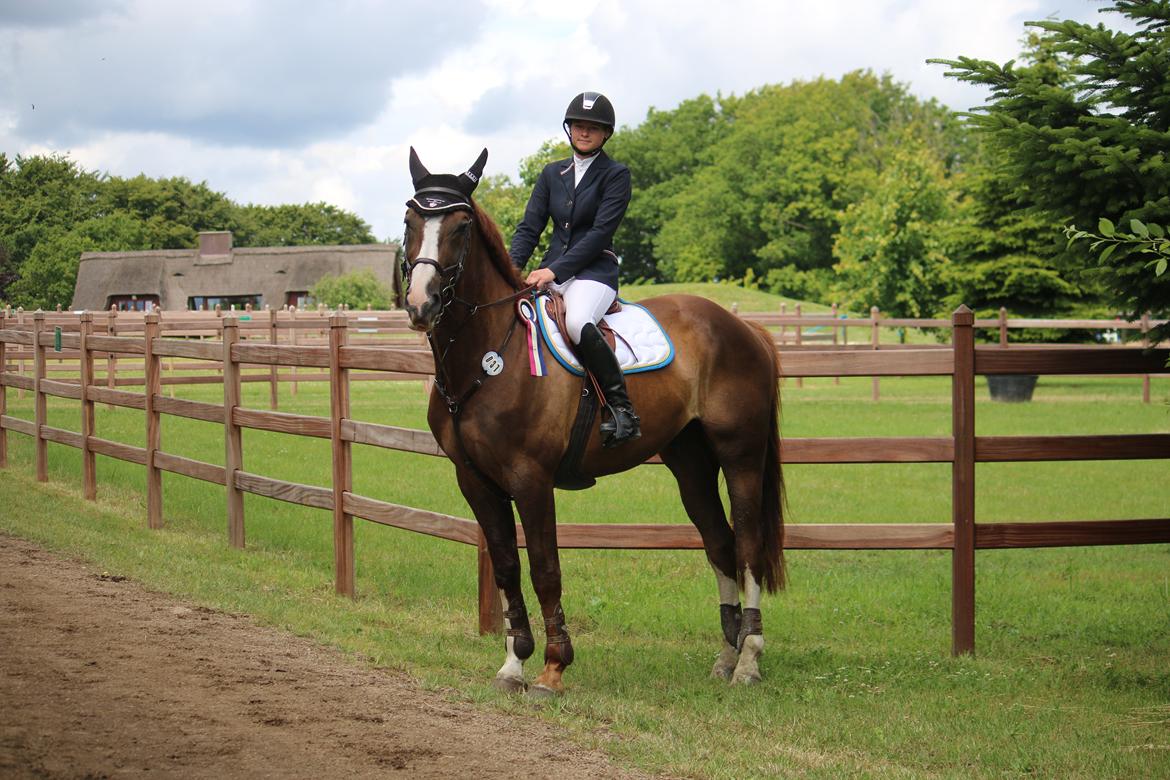 Belgisk varmblod D´Amour V/H Dennenhof - Til stævne på Bækgaarden efter U-LA2** Foto - Mor billede 4