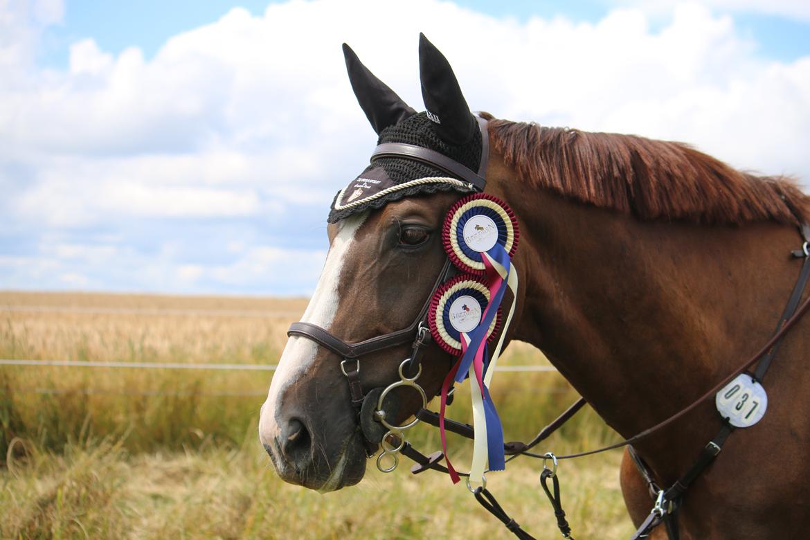 Belgisk varmblod D´Amour V/H Dennenhof - Stævne på Bækgaarden efter U-LB2** og U-LA2** Foto - HVP foto billede 13