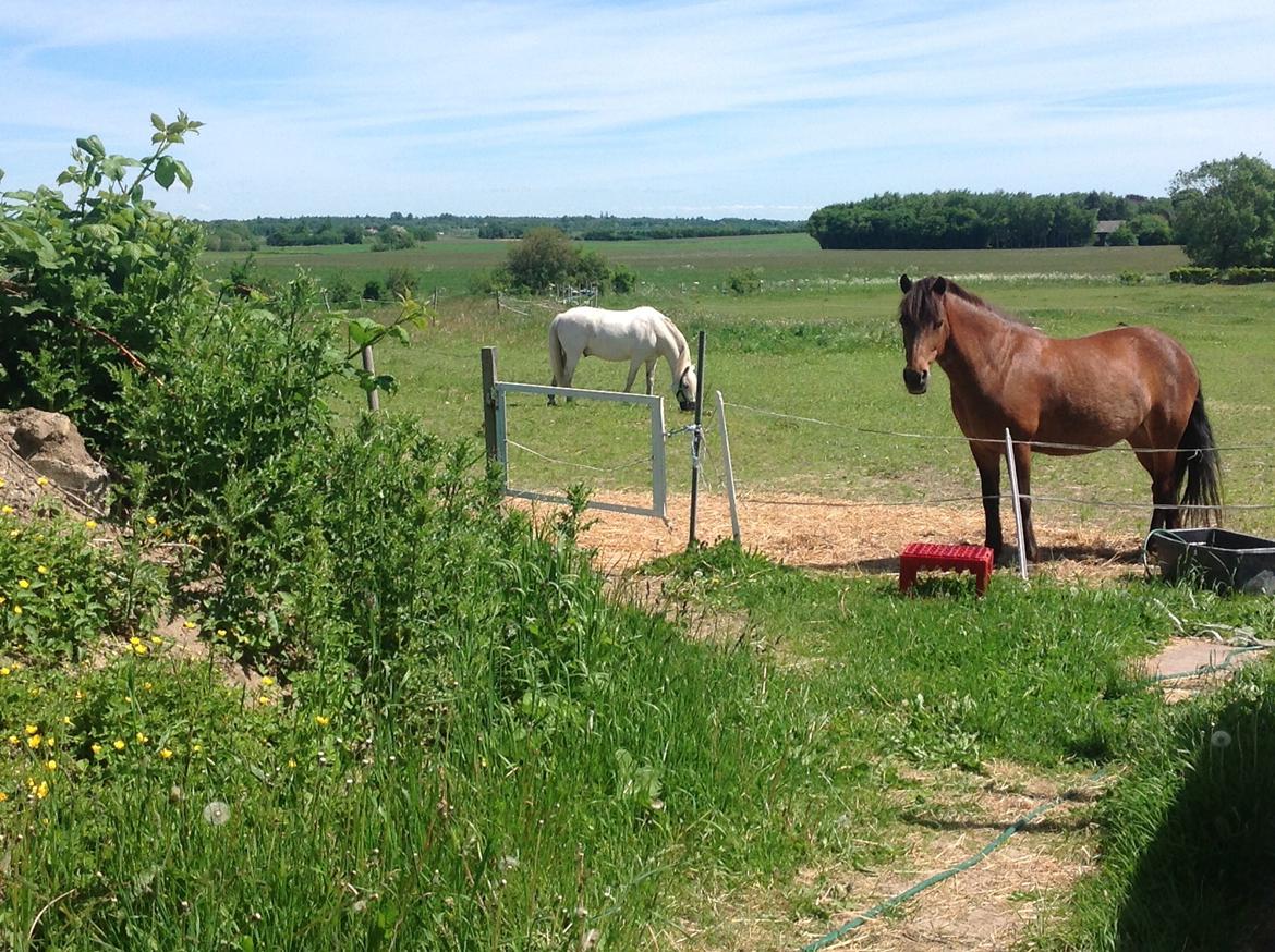 DSP Charmeur - Ham og Flicka i sommeren 2013 billede 5