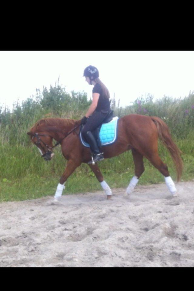 Anden særlig race Trevano billede 43