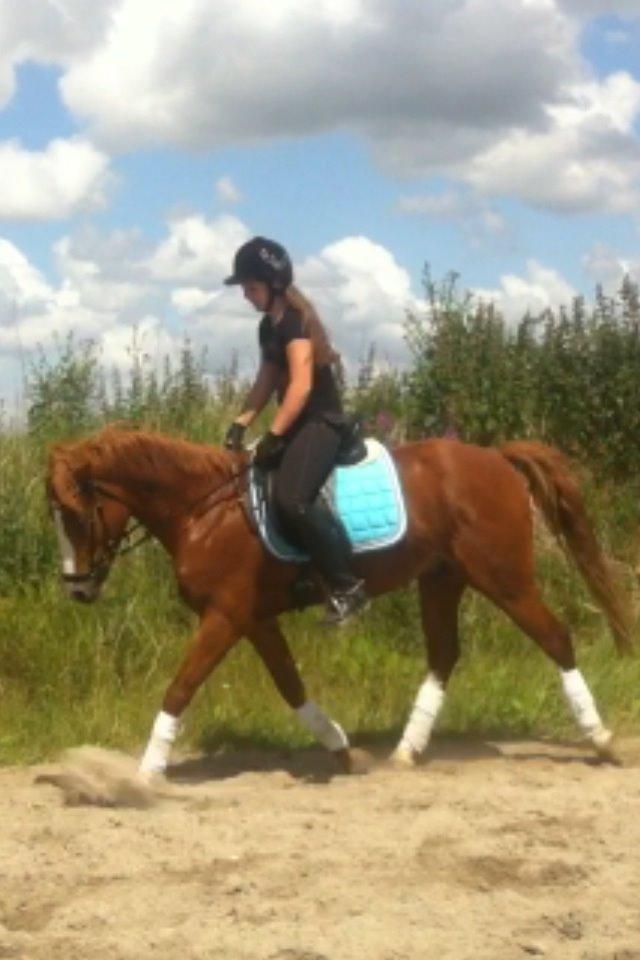 Anden særlig race Trevano billede 44