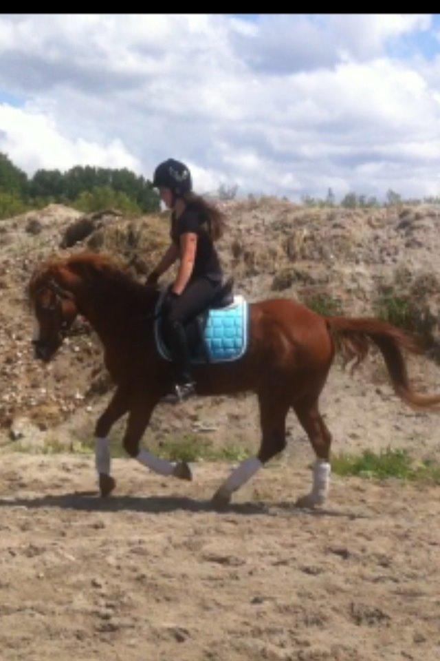 Anden særlig race Trevano billede 45