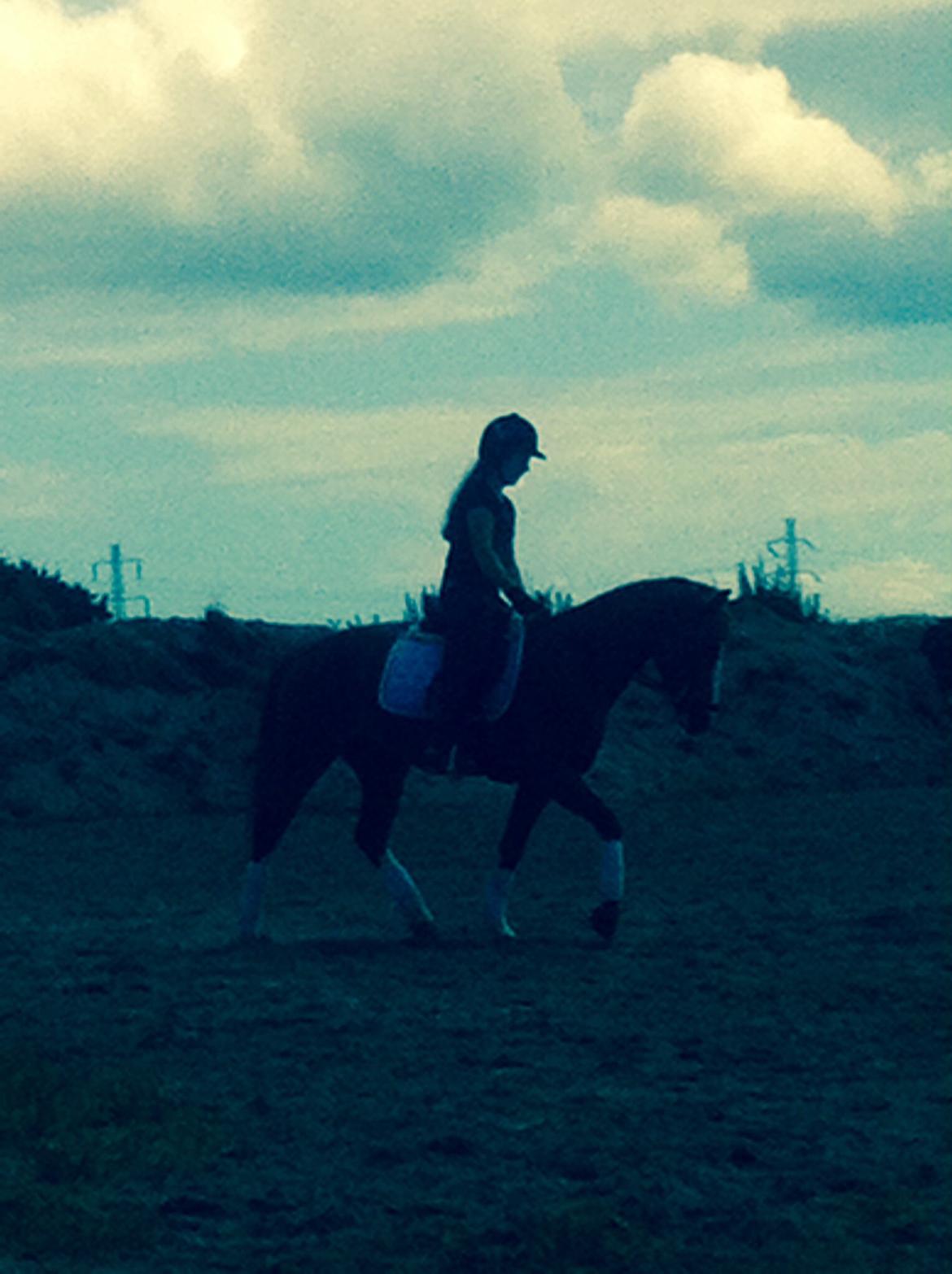 Anden særlig race Trevano billede 46