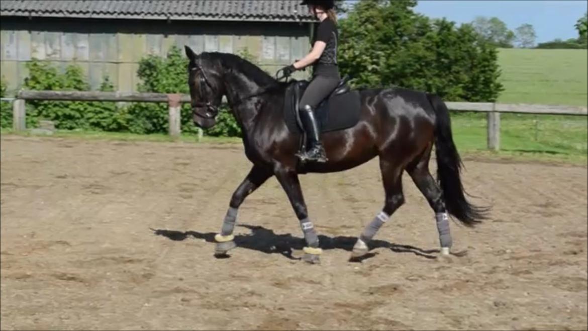 Anden særlig race New princess - Dressur - forår 2014!  billede 18