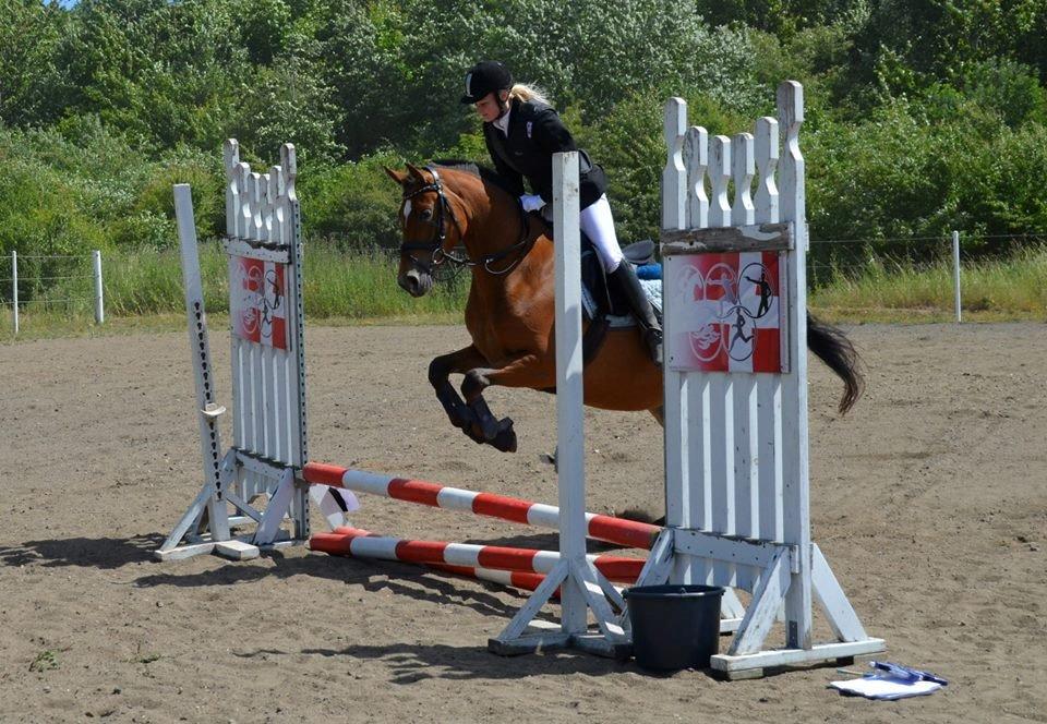 Knabstrupper Refgårds Sweet Chili billede 19