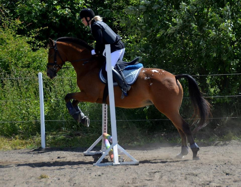 Knabstrupper Refgårds Sweet Chili billede 18
