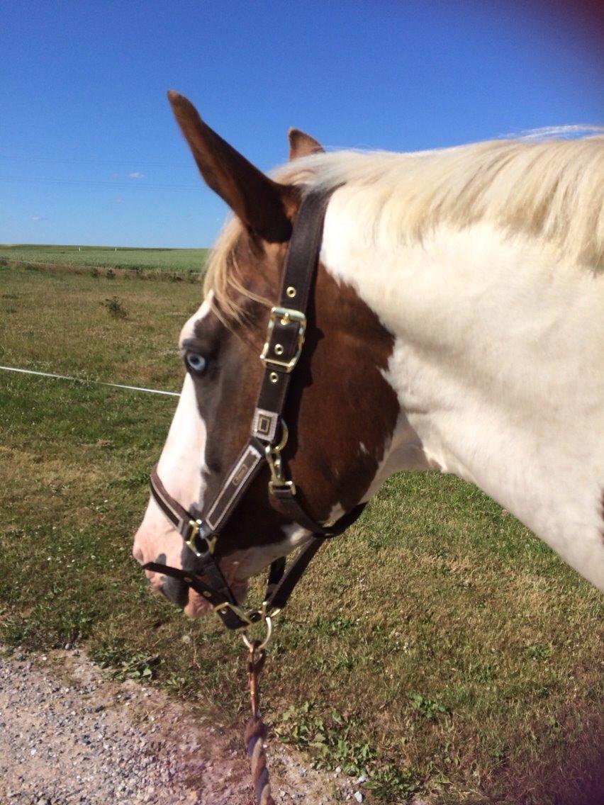 Pinto Aston A Kila billede 13