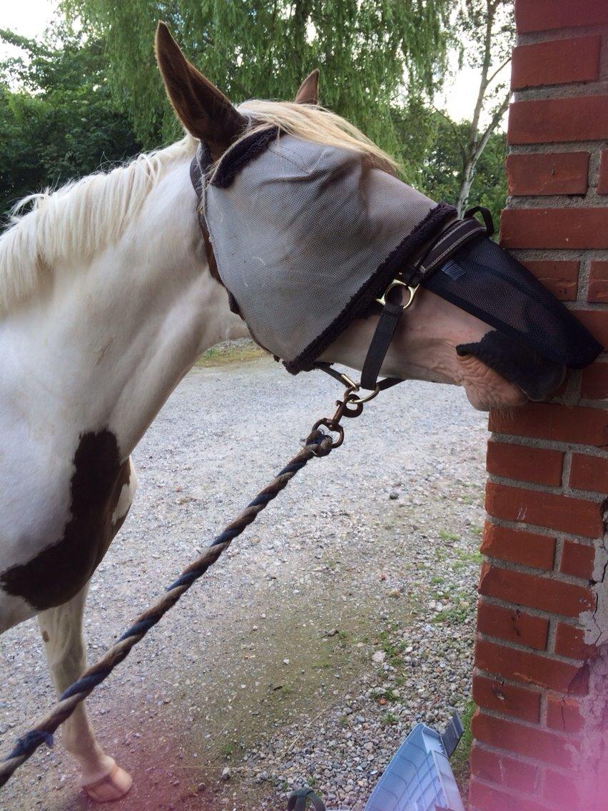 Pinto Aston A Kila billede 12