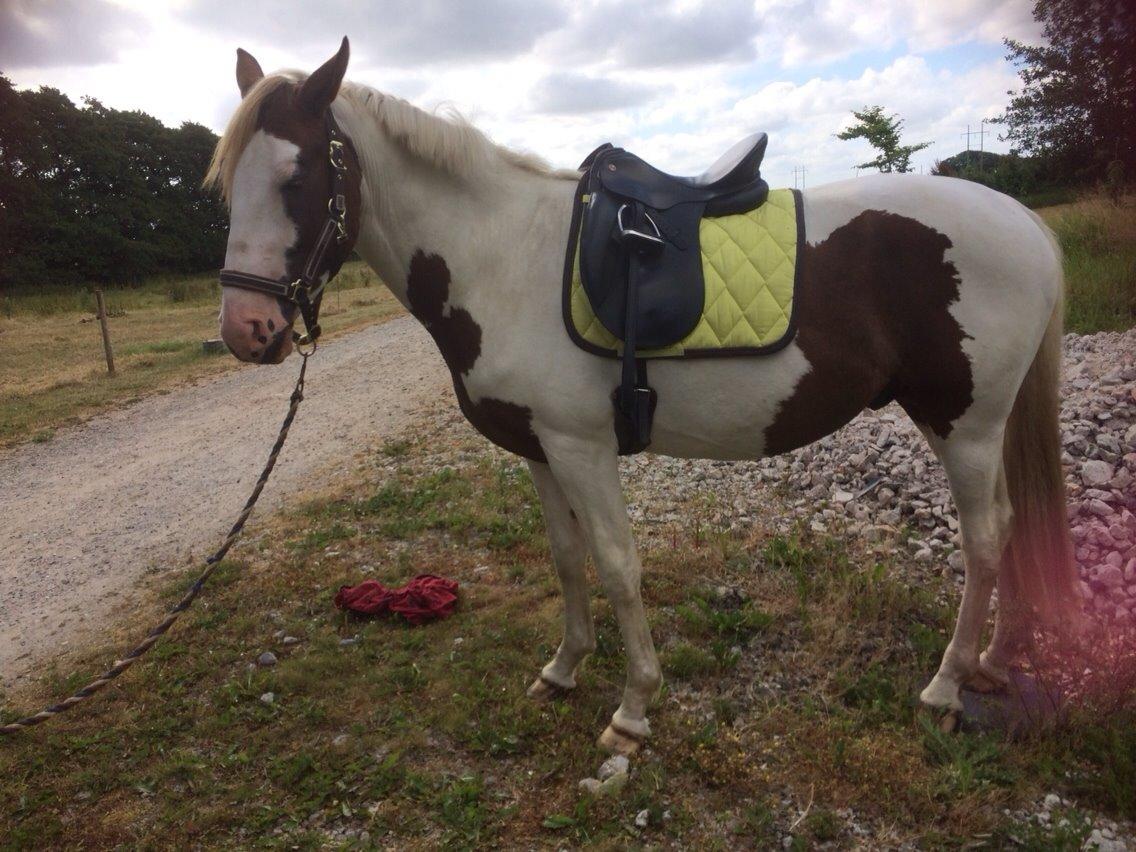 Pinto Aston A Kila billede 14