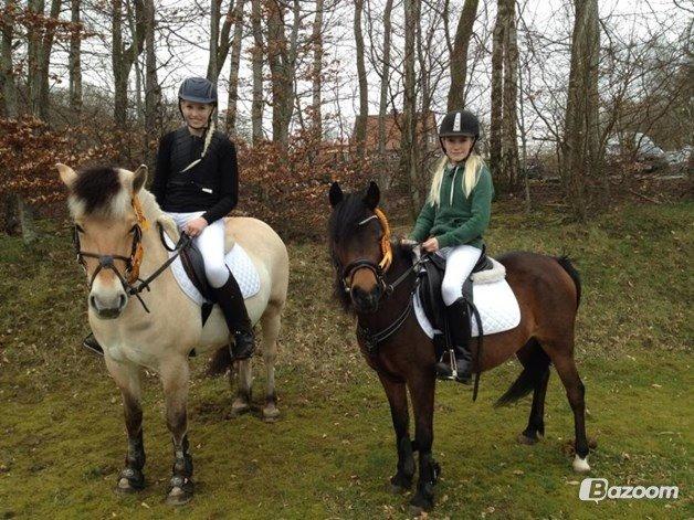 Anden særlig race Dior billede 12