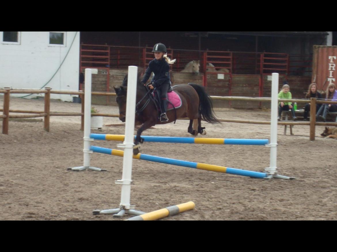 Anden særlig race Dior billede 13